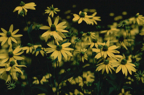 あちらこちらの道ばたに咲く「オオハンゴン草」の花。
	ドラマ「北の国から'98〜時代〜」では、「百万本の薔薇」ならぬ 「百万本のオオハンゴン草」として蛍の心を動かした花である。1998.08.09撮影