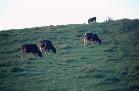 ふと見上げると、傾斜の結構ある斜面で牛たちがのんびりと草を食べていた。