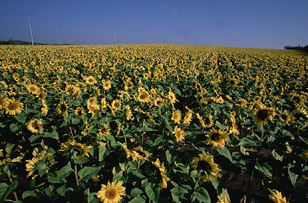 いつか写真で見たンダルシアの風景を彷彿とさせるような雄大なひまわり畑。まるで夢の中のような風景が手招きをした。 1998.10.11撮影