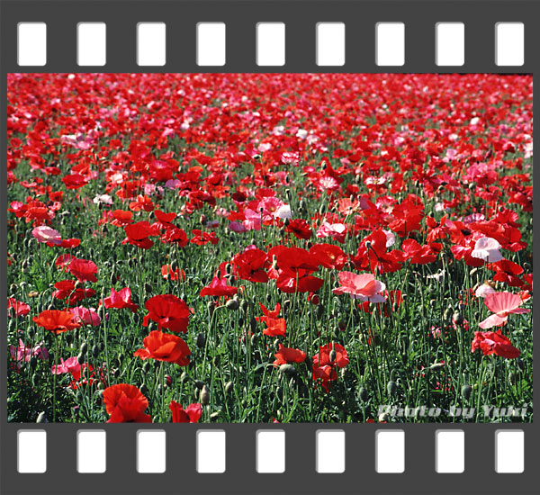 いちめんに咲いた真っ赤なポピー。2001.07.14 ファーム冨田にて撮影