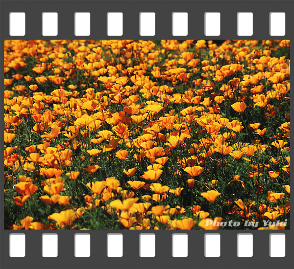 こちらは黄色のポピー。2001.07.14 ファーム冨田にて撮影