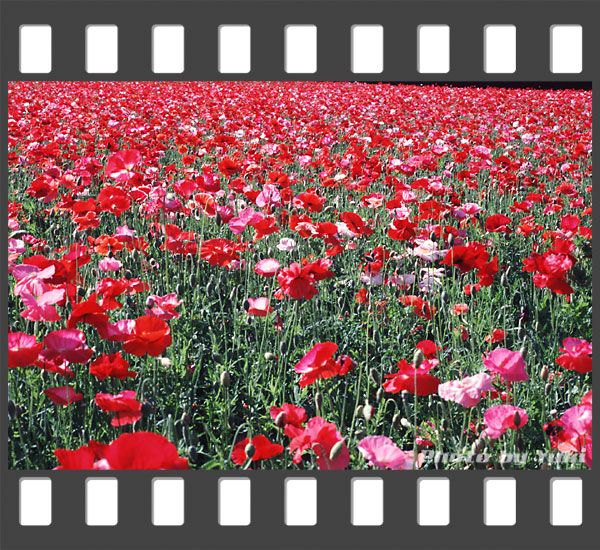 夏を思わせる紅一色のポピー畑。2001.07.14 ファーム冨田にて撮影