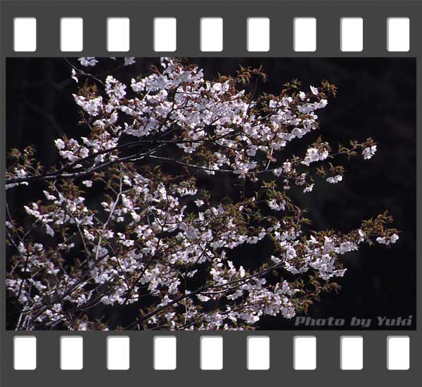 東大演習林の桜。芦別岳をバックに撮影。 南富良野にて 2002.05.03撮影