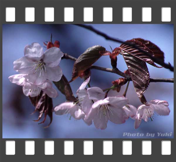 東大演習林の桜。芦別岳をバックに撮影。 南富良野にて 2002.05.03撮影