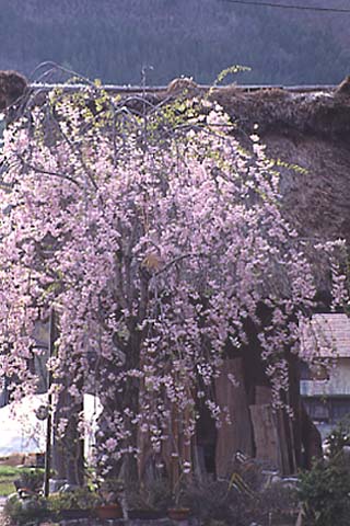 通りすがりの民家の庭に咲く、満開の枝垂れ桜。