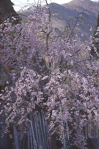 あちこちで、見事な枝垂れ桜が花盛りの時を迎えていた。