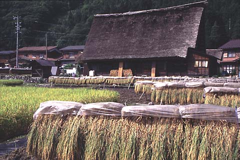 今ではあまり見られなくなった「はさがけ」で稲を乾燥する風景に子供の頃を思う。
米は自然乾燥の方がおいしいが、手間がかかるので機械に切り替えた所もかなり多い。