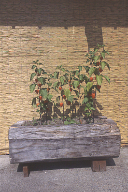 町の画廊の前にあるほおずきの鉢植えが絵になる。ひとつのオブジェのようだった