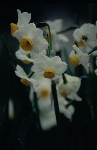 「可憐」この言葉が似合う小さな花。寒い中に凛として咲いている。うつむき加減の可憐な花の姿が愛される。
