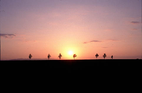 メルヘンの丘と呼ばれるこの並木は夕陽の名所でもある。しばし無心で眺めていた。