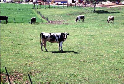 牧場で牛を見かけて、写真を撮ろうと柵に近寄ったところ一頭の牛がこちらに気づいて振り返った。2001.05.14 置戸町にて撮影