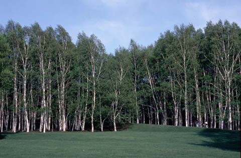 広大な敷地面積を持つ真駒内公園には、このような白樺木立の木立をはじめたくさんの木々が植えられている。