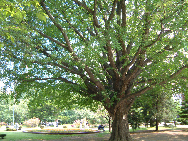かなりご高齢の大樹。太い幹から伸びた枝が見事だ。