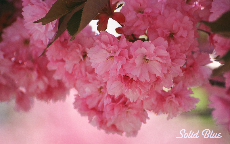 濃いピンクの八重桜