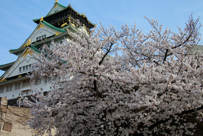 大阪城の桜