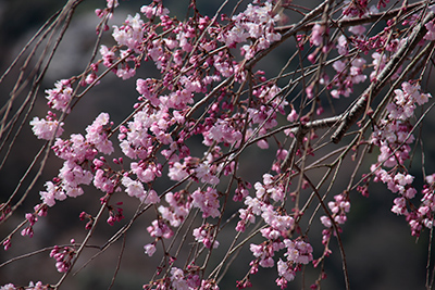 枝垂れ桜