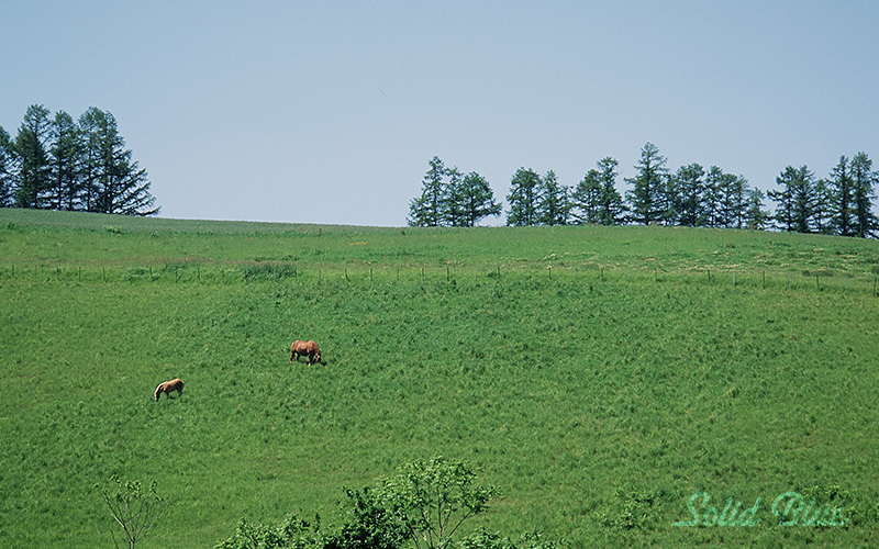 ふと丘を見上げると、馬の親子が草を食べていた。やさしい光景だと思った。