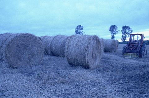 夜明けを待って撮影ポイントを探し歩いていると、昨日の作業の続きを待つかのように、刈り取られた麦のロールがトラクターとともに姿を現した。蒼い朝の気配をタングステンフィルムで捉えてみた。
	1998.07.02撮影