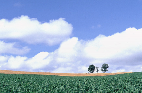 走り続けているうち、こんな場所に出た。
	立ち並ぶ姿が手を繋ぐ親子の姿に似ていることから「親子の木」と呼ばれる。
	青空と入道雲、そして広がる畑が美瑛の夏らしい風景。1998.08.09撮影