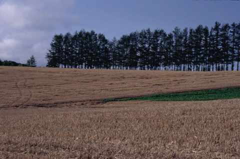 麦を刈り取った畑の上に、農耕車両の跡らしき、２本のタイヤ跡が。
	ゆらゆらとカーブした跡が、あしあとみたいでユニークだ。