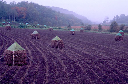 まだ誰もいない早朝の畑に、朝霧がうっすらと流れて、静かに秋の気配が漂う。積まれた藁が今年の収穫の終わりを伝える。