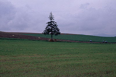 クリスマスツリーの木と呼ばれる一本の木。根もとには牧草のロールが幹を支えるように置かれていた。