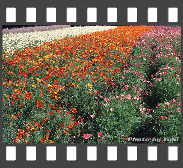 色とりどりの花の帯がきれいな花畑。2001.07.14 ファーム冨田にて撮影