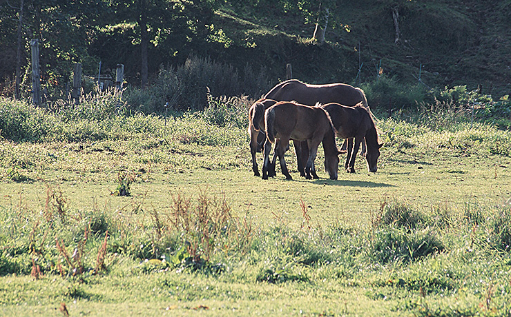 早朝、馬たちが牧草を食べていた。