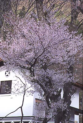民家の土蔵に勢い良く咲く桜の花。山里に遅い春が来た。