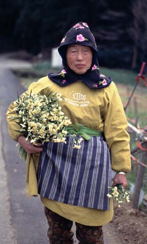 仙畑を撮っていると、農家のお母ちゃんが摘みたての水仙の花束を小脇に抱えて歩いてきた。照れながらも写真撮影に応じてくれた。摘まれた花は越廼村〜河野村にかけての道路沿いで販売している。数人のカメラマンに囲まれて照れた表情が可愛い。