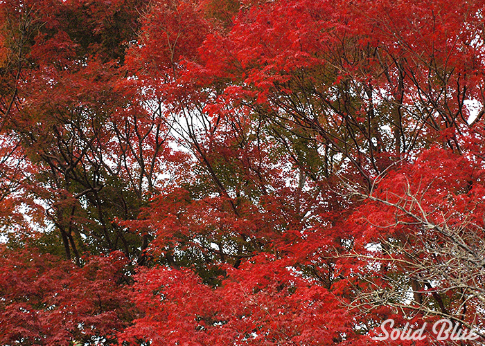 真っ赤な色に染まった落葉樹。