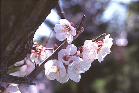 道東ではGWを過ぎてから桜が咲く。