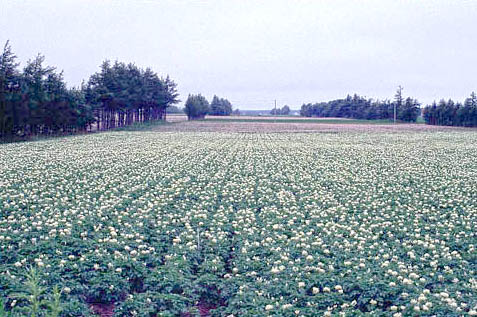 本州では収穫を迎える初夏に北海道では花を咲かせるジャガイモ畑。