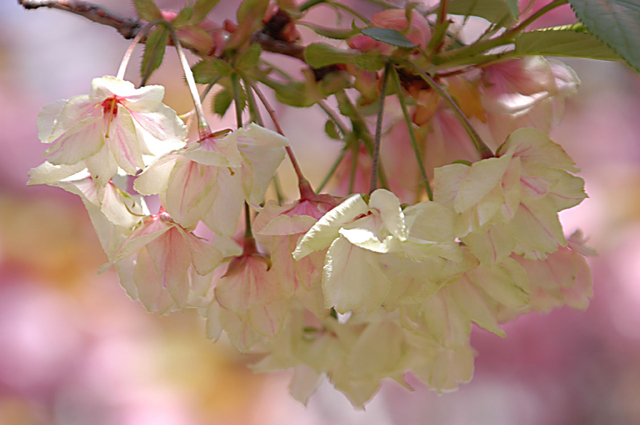 色も形も珍しい鬱金桜。