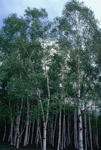 真駒内公園は、白樺をはじめ、たくさんの木が植えられていて、森林浴にはもってこいの場所。