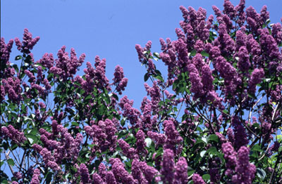 初夏の訪れを知らせる札幌の木「ライラック」。爽やかな青空がよく似合う。